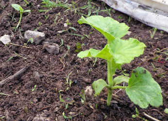 Kirni Saplings