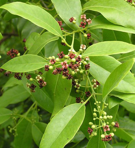 Best Sandalwood Sapling Plant Nursery In Dindigul Tamilnadu India