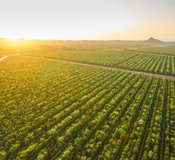 Sandalwood Plant Agri land