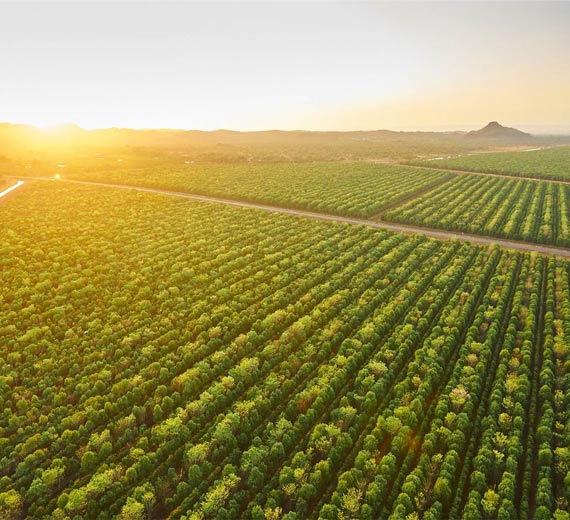 Sandalwood Plant Agri land