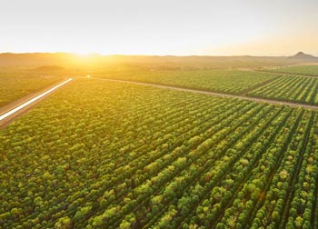 Saplings For Agricultural Land Owners