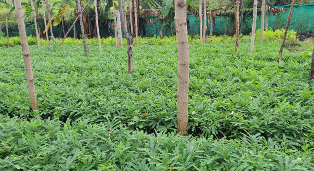 Amla Tree Plant Sapling Wholesale Supplier