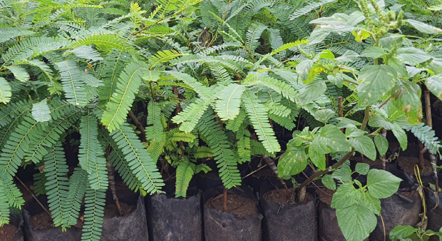 Amla Plant Saplings Wholesale Supplier 