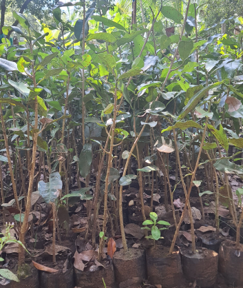 Wholesale Dealer of Lemon Plant Saplings