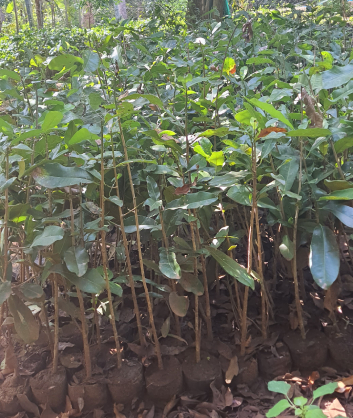 Benefits of Growing Lemon Plant Saplings