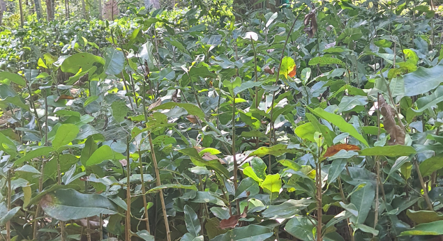 Khirni Fruit Plant Saplings Wholesale Supplier