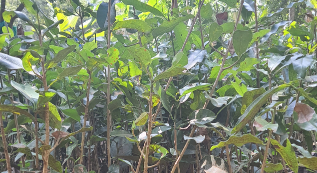 Wholesale Dealer of Lemon Plant Saplings