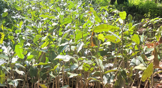 Benefits of Growing Lemon Plant Saplings