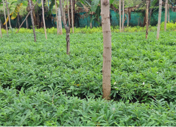 Amla Saplings