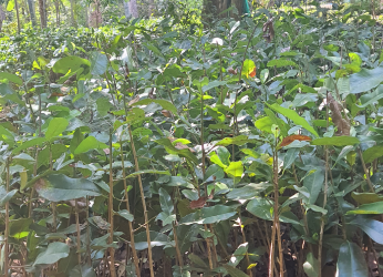 Sandal Wood Plants