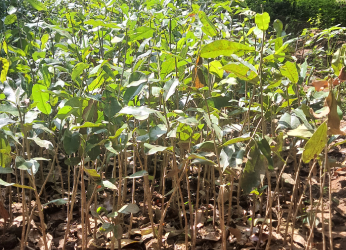 Lemon Saplings