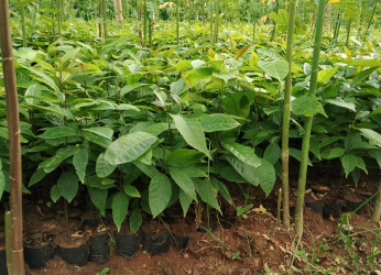Mahogany Saplings