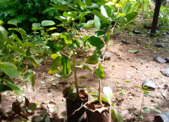 Red Sandal Wood Saplings