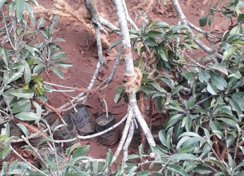 Sapota Saplings