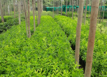 White Sandal Wood Saplings