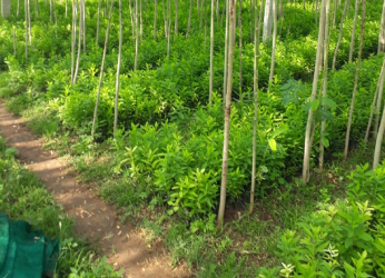 Sandal Wood Saplings