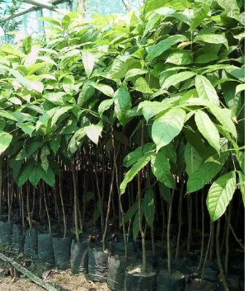 Mahogany Saplings Supplier