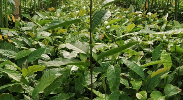 Mahogany Tree Sapling Wholesale Market