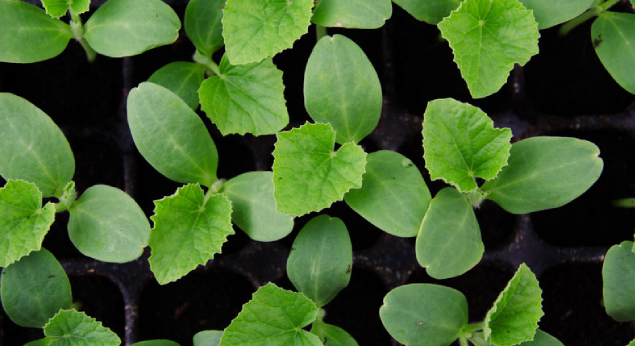 Muskmelon Plant Saplings Wholesale Nursery in Tamilnadu