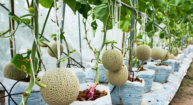 Benefits of Growing Kirni/Muskmelon Plants