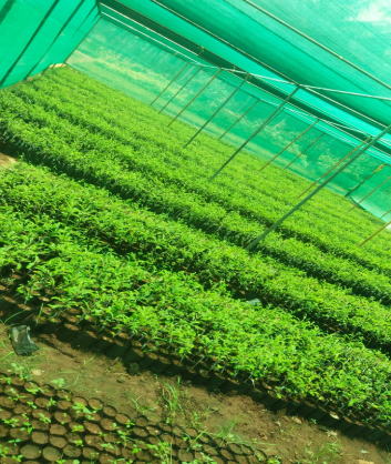 Wholesale Dealer of Lemon Plant Saplings