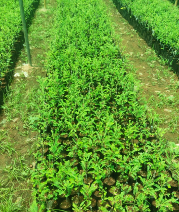 Lemon Plant Sapling Supplier from Tamilnadu