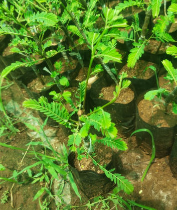 Benefits of Growing Lemon Plant Saplings