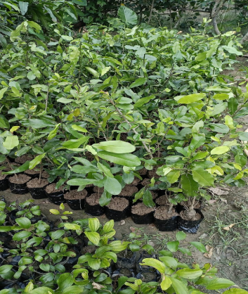 Wholesale Dealer of Lemon Plant Saplings