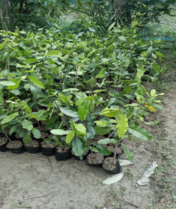 Lemon Plant Sapling Supplier from Tamilnadu