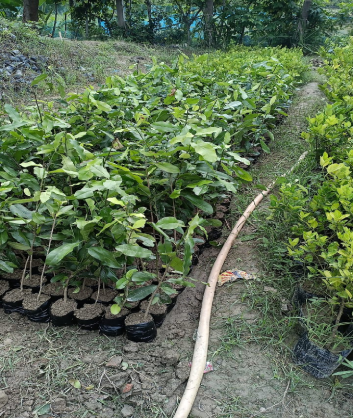 Benefits of Growing Lemon Plant Saplings