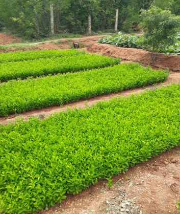 Wholesale Dealer of Lemon Plant Saplings