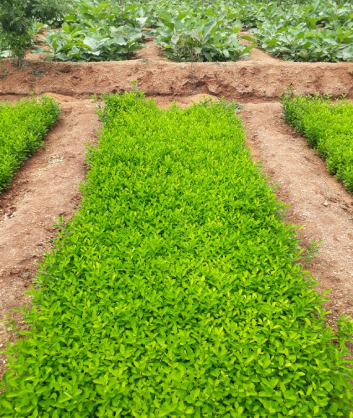 Lemon Plant Sapling Supplier from Tamilnadu