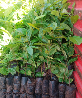 Wholesale Dealer of Lemon Plant Saplings