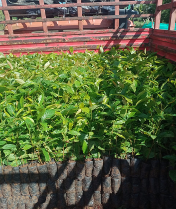 Benefits of Growing Lemon Plant Saplings
