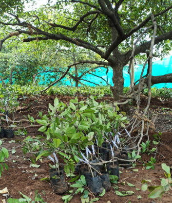 Lemon Plant Sapling Supplier from Tamilnadu