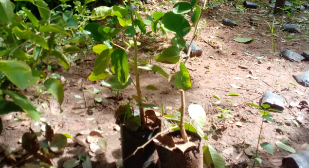 Red Chandan Saplings Sale Nursery Garden