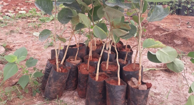 Red Chandan Saplings Sale Nursery Garden