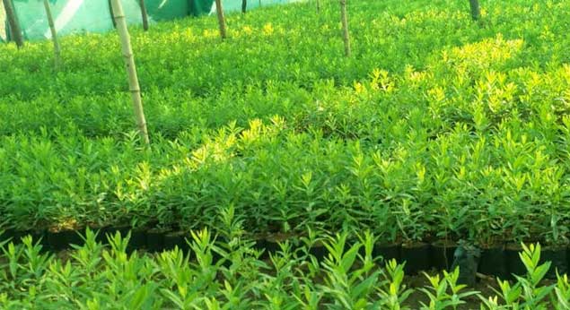 Benefits of Growing Sandalwood Plants in India