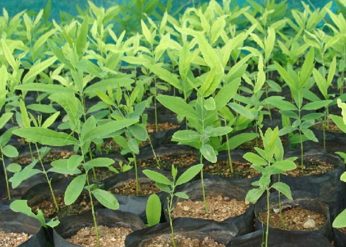 Sandal wood saplings and crops