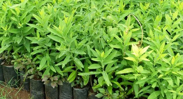 Sandalwood Sapling Supplier in Tamilnadu