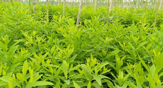 Sandalwood Plants Sapling Wholesale Nursery