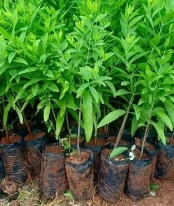 White Sandalwood Saplings