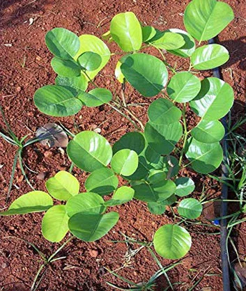 Red Sandalwood Saplings