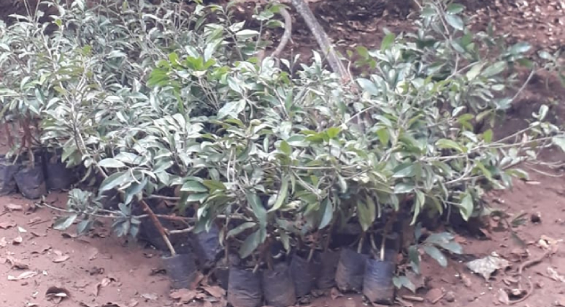 Sapota Sapling Plant Wholesaler & Supplier