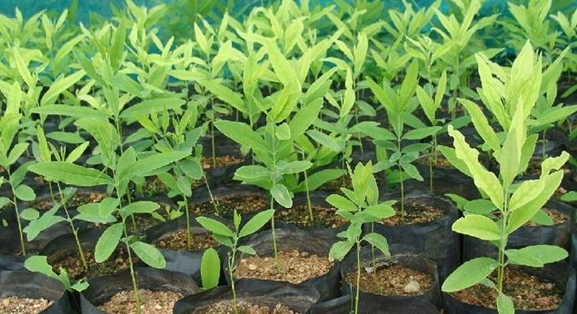 White Sandalwood Sapling Nursery