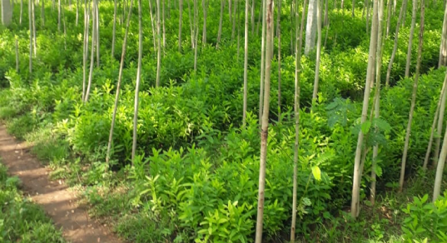 Benefits of Growing Sandalwood Plants in India