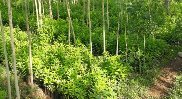 Benefits of Growing Sandalwood Plants in India